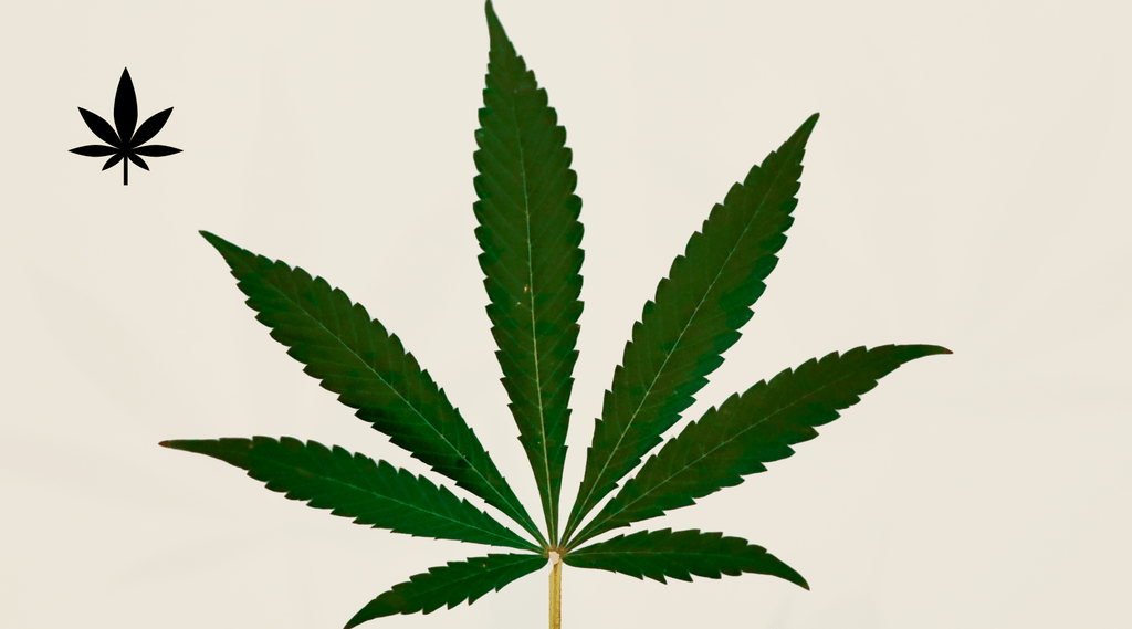 What’s the difference between hemp and marijuana?