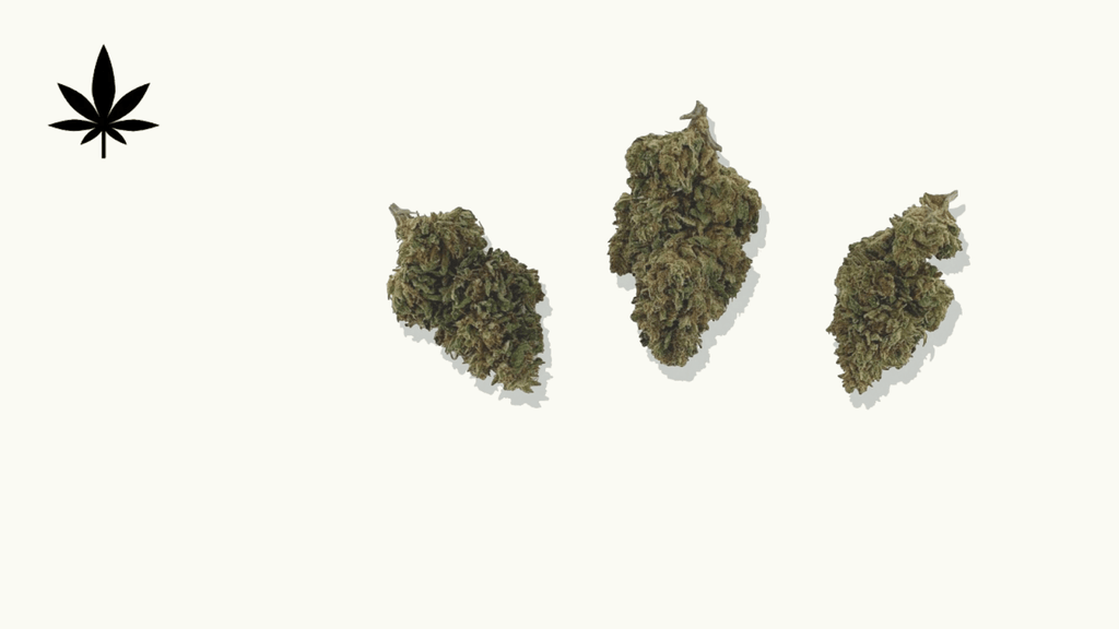 Sativa Vs Indica vs Hybrid