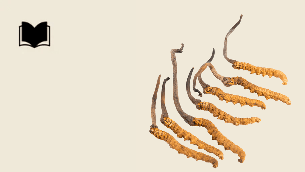 Cordyceps 