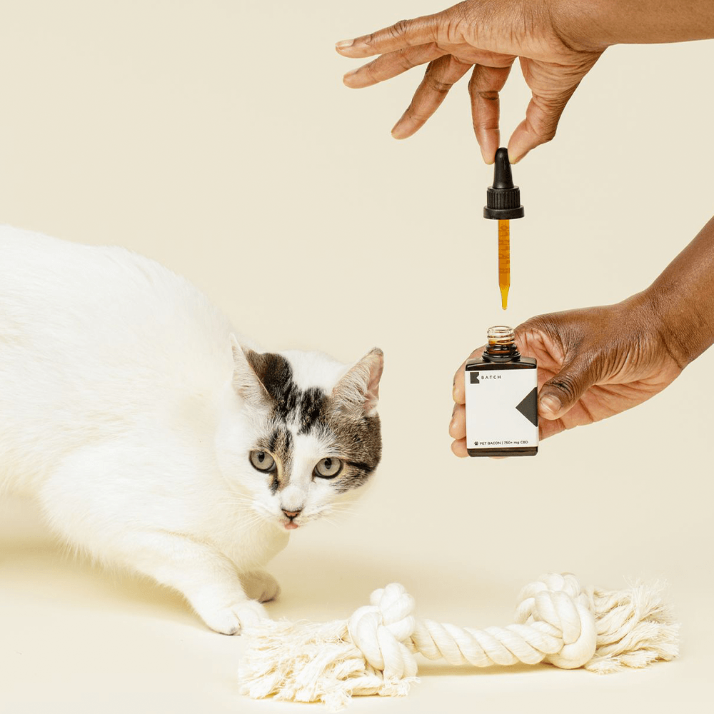 Pet CBD Oil Sample